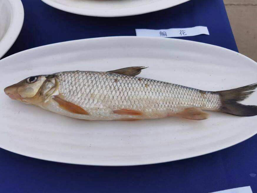 27日，松花湖开江鱼美食节旅游季启幕