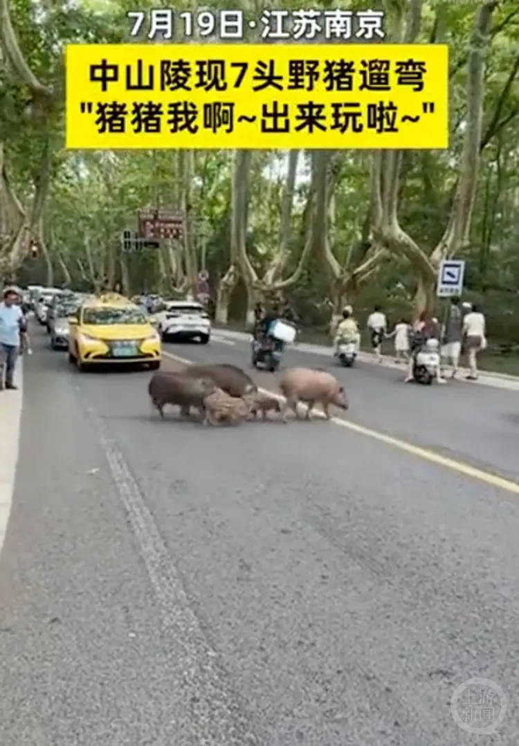 大牌九下载-石家庄一商场内惊现狮子奔跑？网友：“小辛巴”溜达来了……