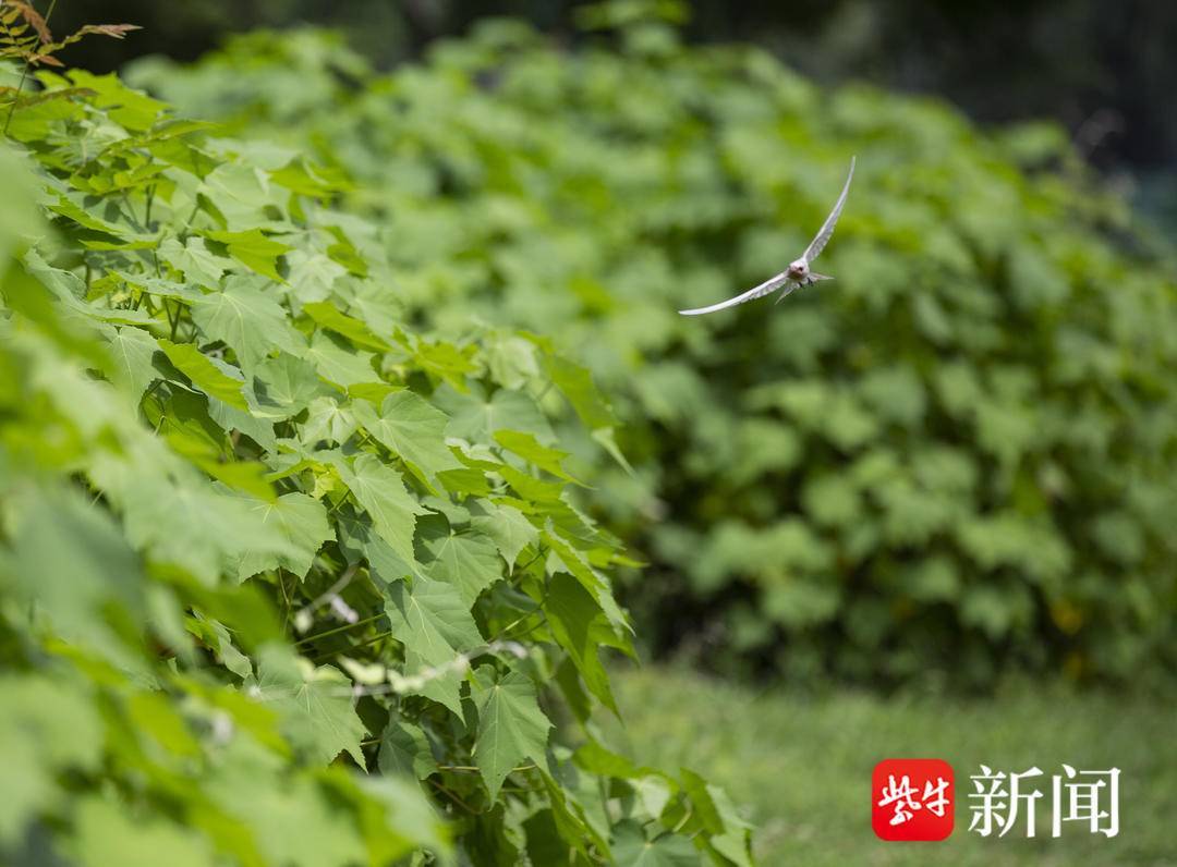 突出抓好重点群体就业帮扶！云南出台就业援助工作实施细则